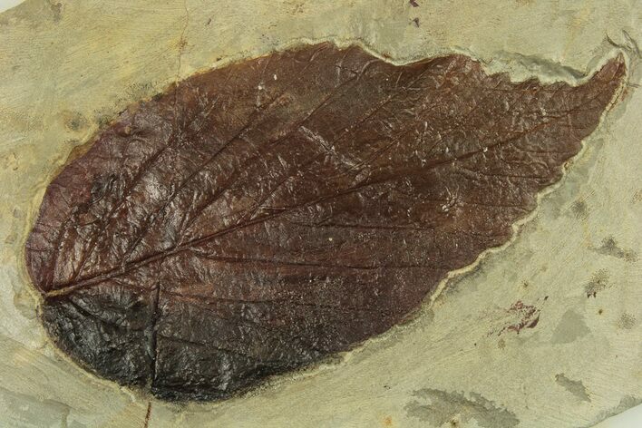 Fossil Leaf - Montana #269368